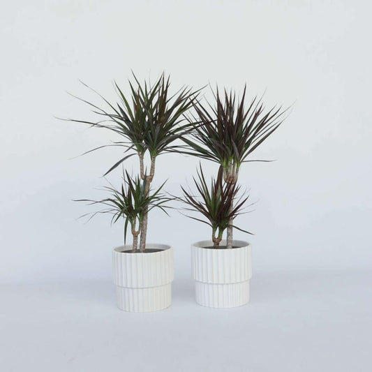 Dracaena marginata - 4er Set - Drachenblutbaum