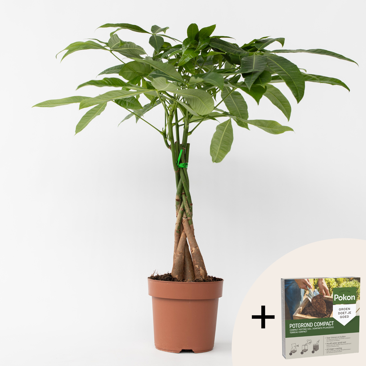 Pachira aquatica 'Money Tree' - Mit Blumenerde