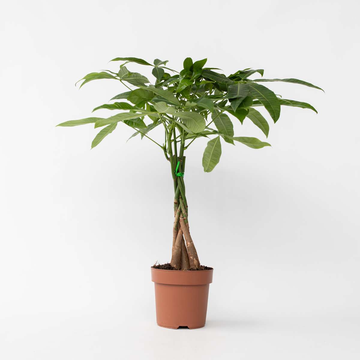 Pachira aquatica 'Geldbaum'