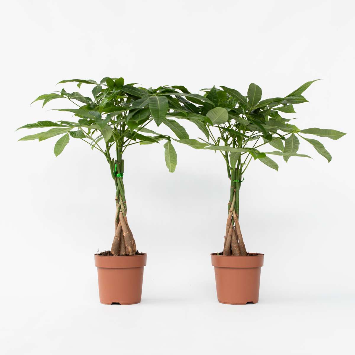 Pachira aquatica 'Geldbaum' - 2er-Set