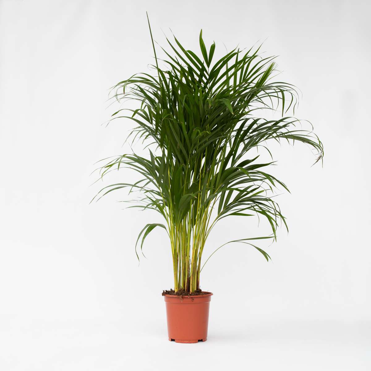 Dypsis Lutescens - Areca - Goldpalme