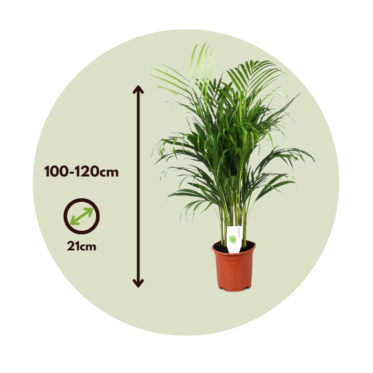 Dypsis Lutescens - Areca - Goldpalme