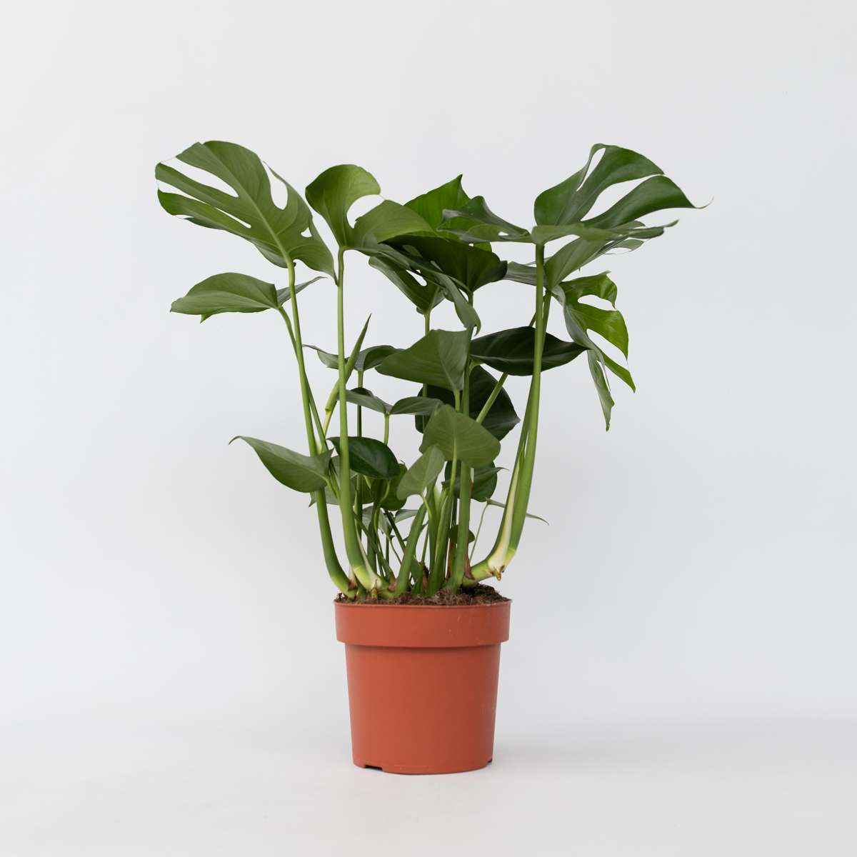 Monstera deliciosa XL - Lochpflanze