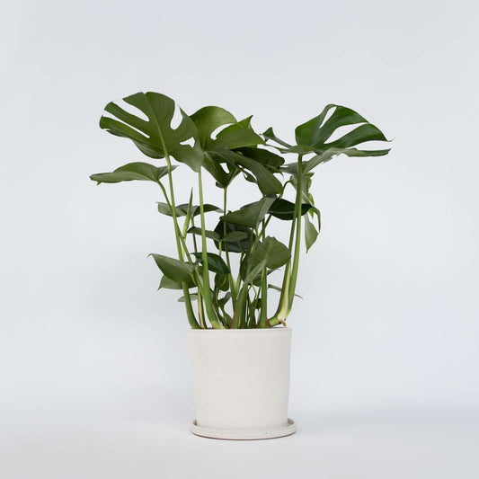 Monstera deliciosa XL - Lochpflanze