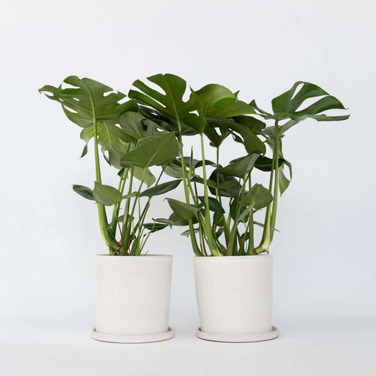 Monstera Deliciosa XL - 2er-Set - Fensterblatt