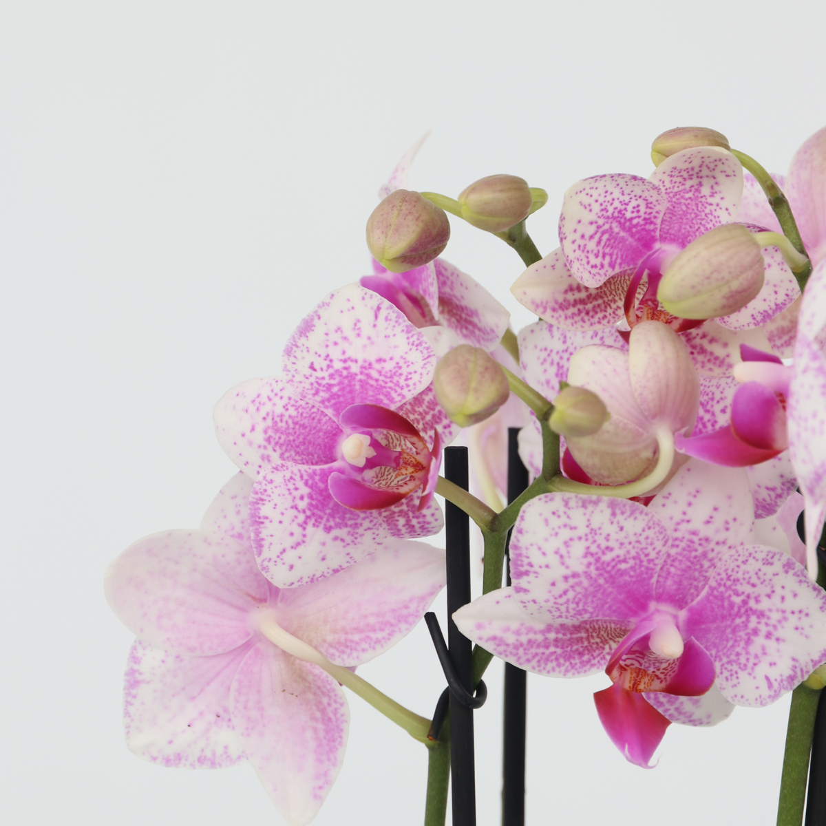 Phalaenopsis Multiflora - Orchidee rosa
