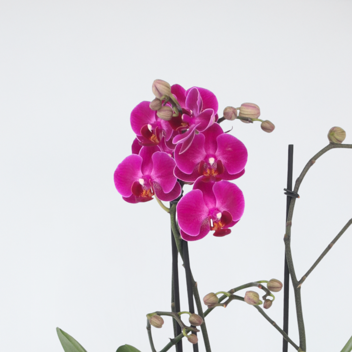 Phalaenopsis Multiflora - Orchidee Lila