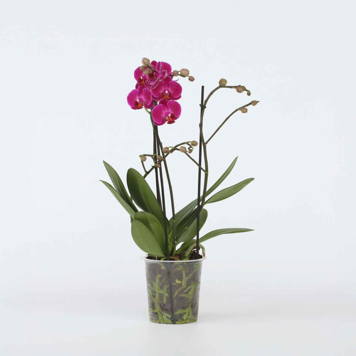 Phalaenopsis Multiflora - Orchidee Lila