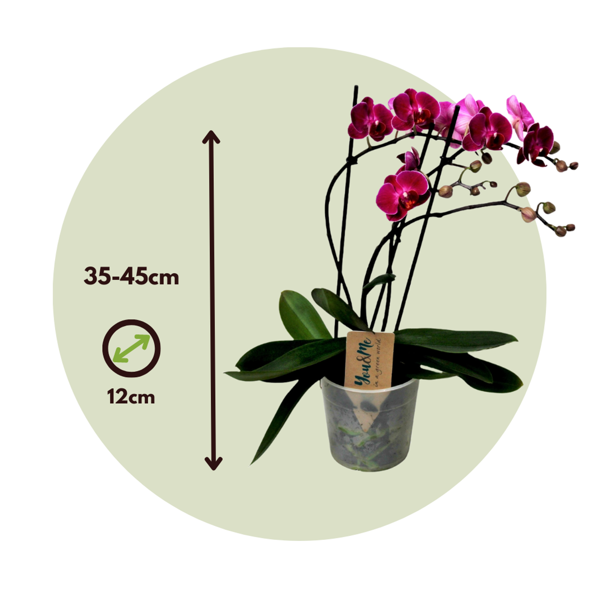Phalaenopsis Multiflora - Orchidee Lila