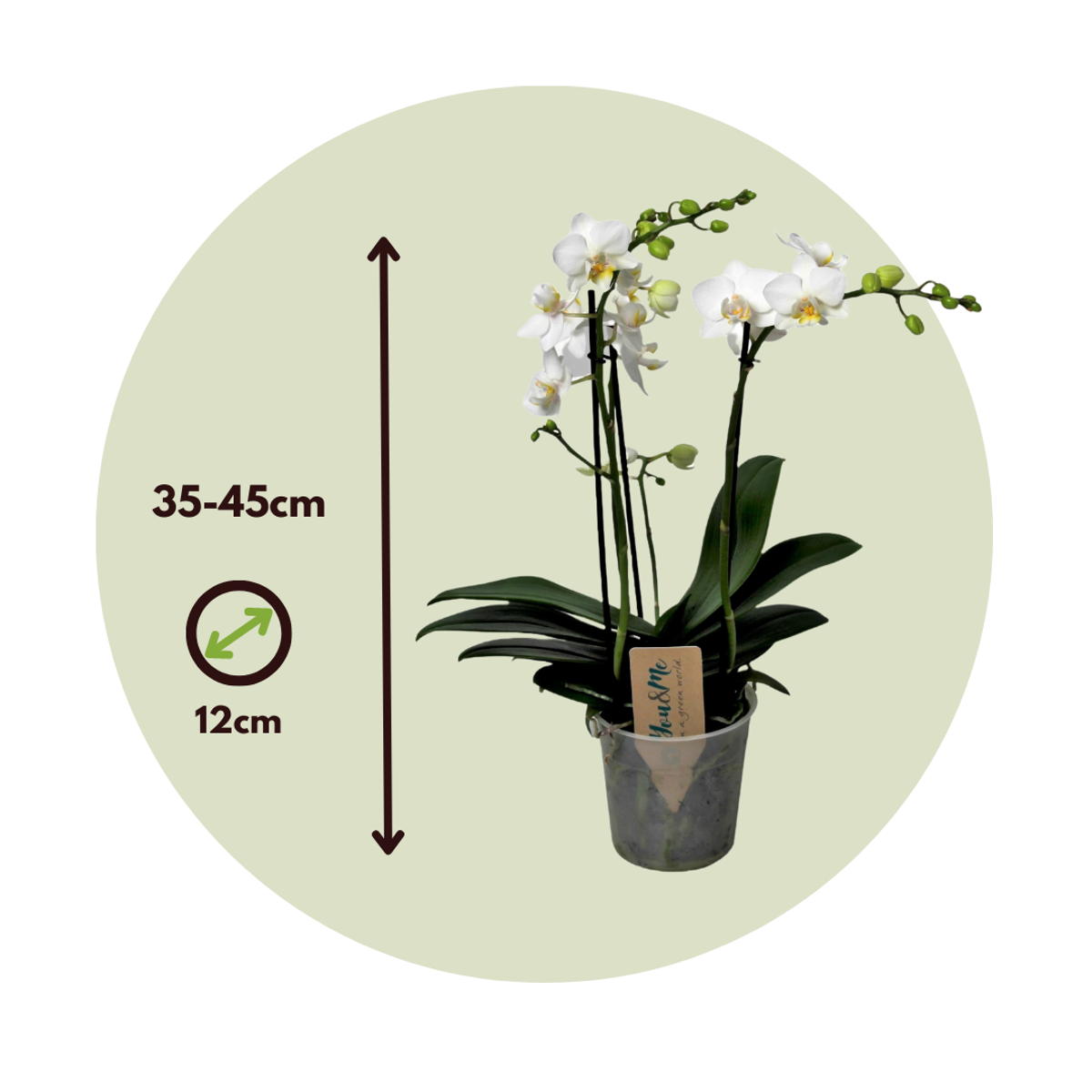 Phalaenopsis Multiflora - Orchidee Wit