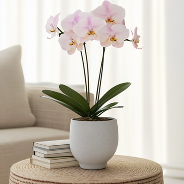 Phalaenopsis - Orchideenrosa