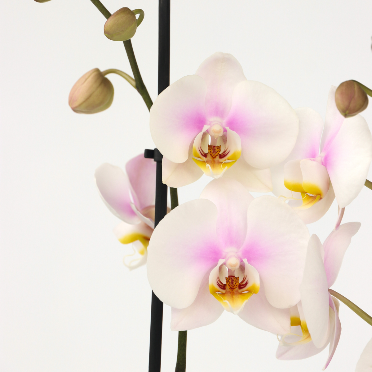 Phalaenopsis - Orchideenrosa