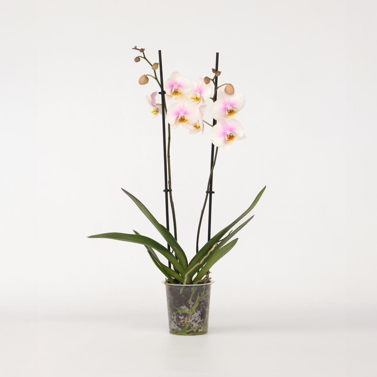 Phalaenopsis - Orchideenrosa