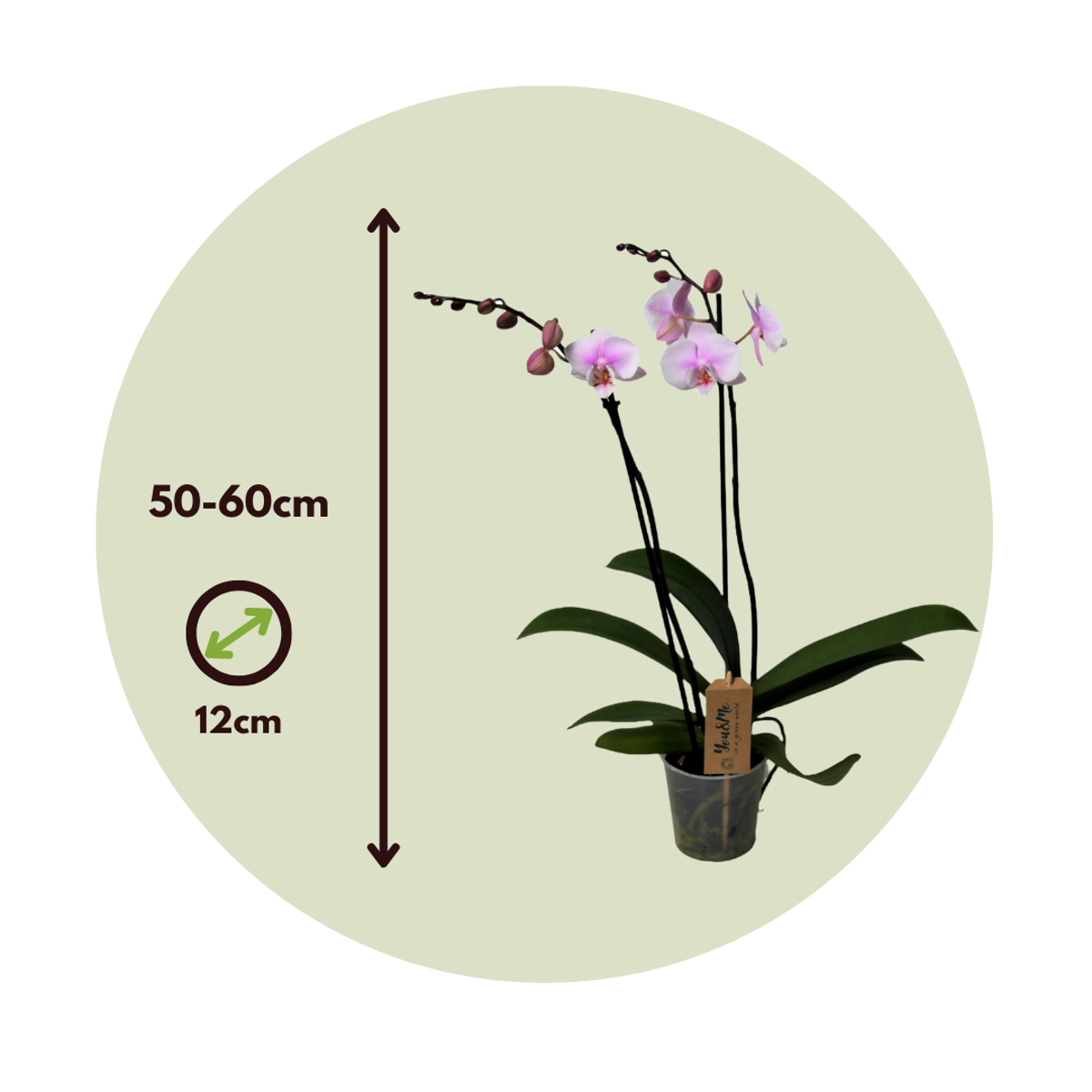 Phalaenopsis - Orchideenrosa