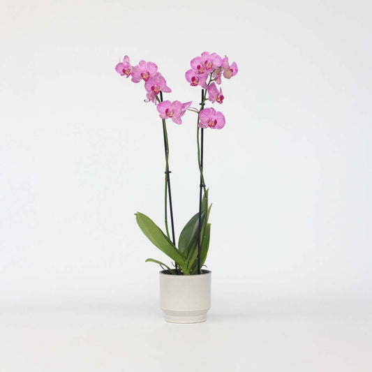 Phalaenopsis - Orchidee Lila