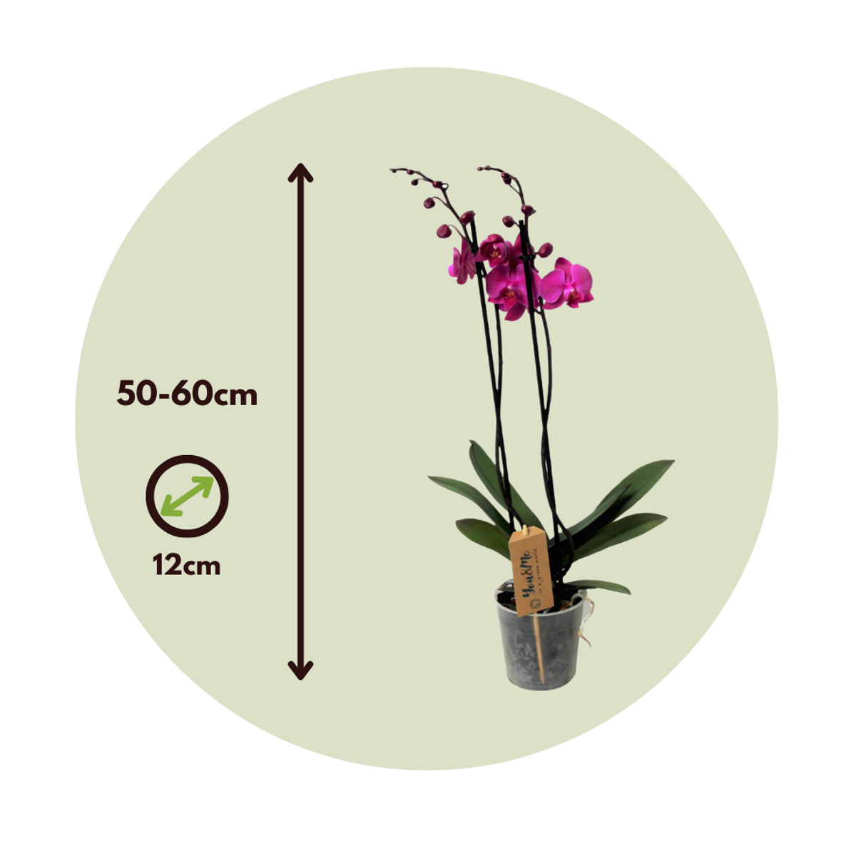Phalaenopsis - Orchidee Lila