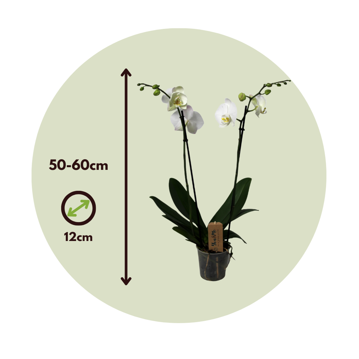 Phalaenopsis - Orchidee Weiß