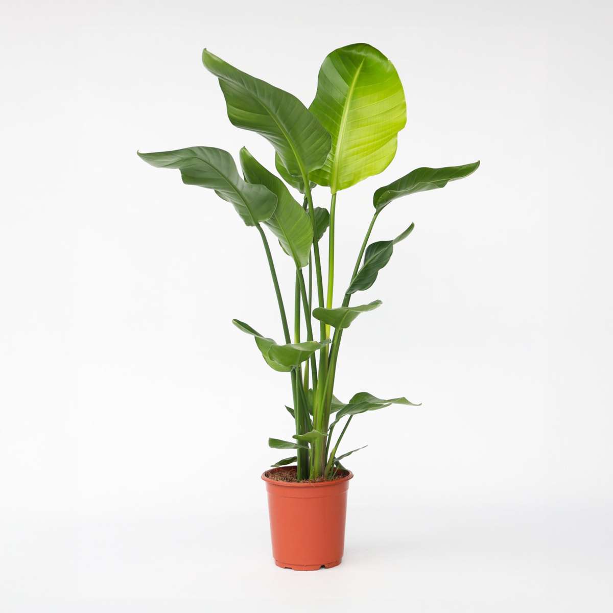 Strelitzia Nicolai – Paradiesvogelblume