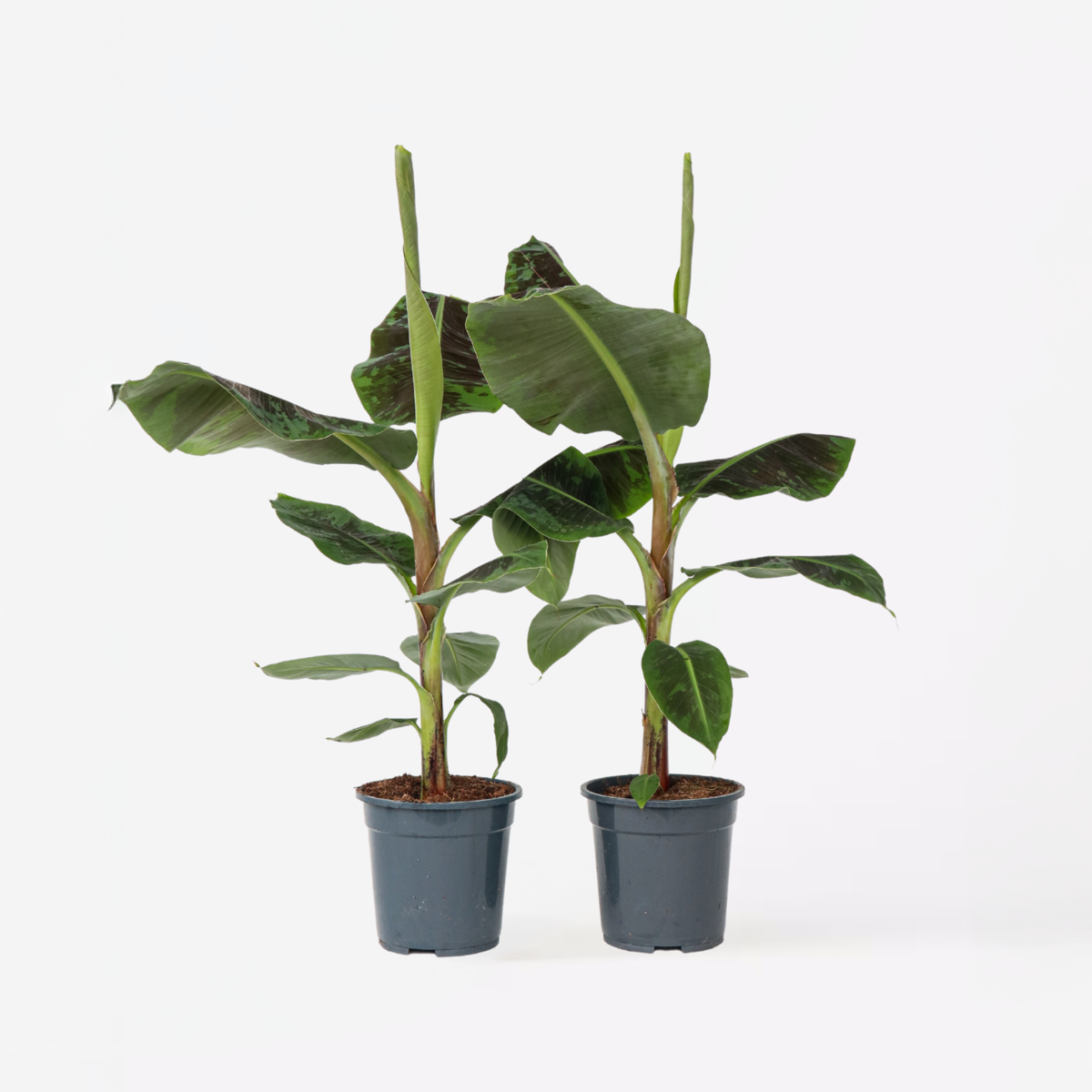 Musa Cavendish - 2er-Set - Zwerg-Cavendish