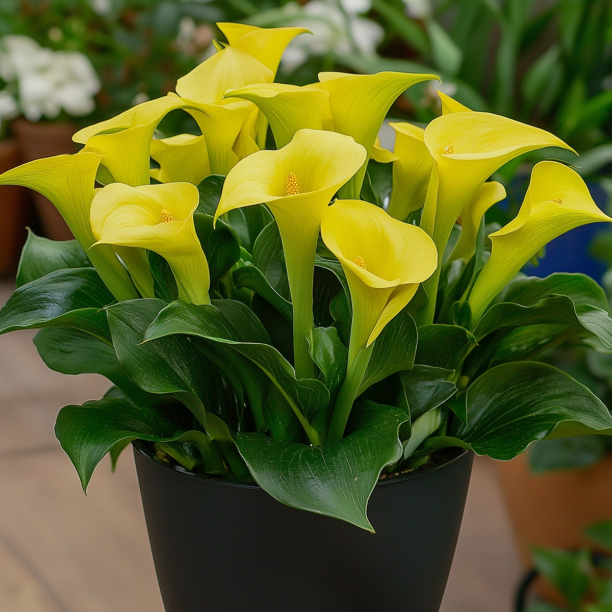 Calla 'Zara' - Aronskelk - Geel