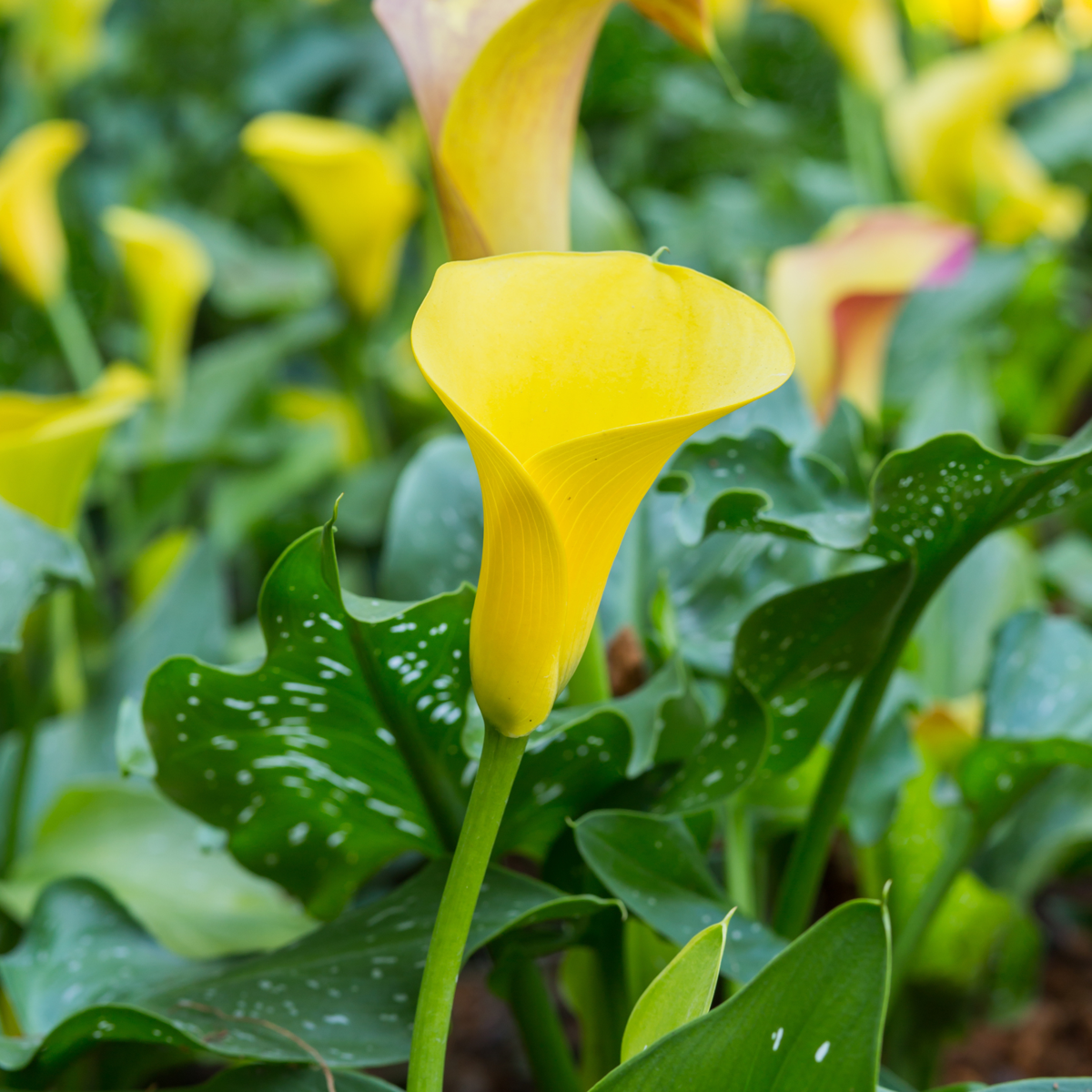 Calla 'Zara' - Aronskelk - Geel