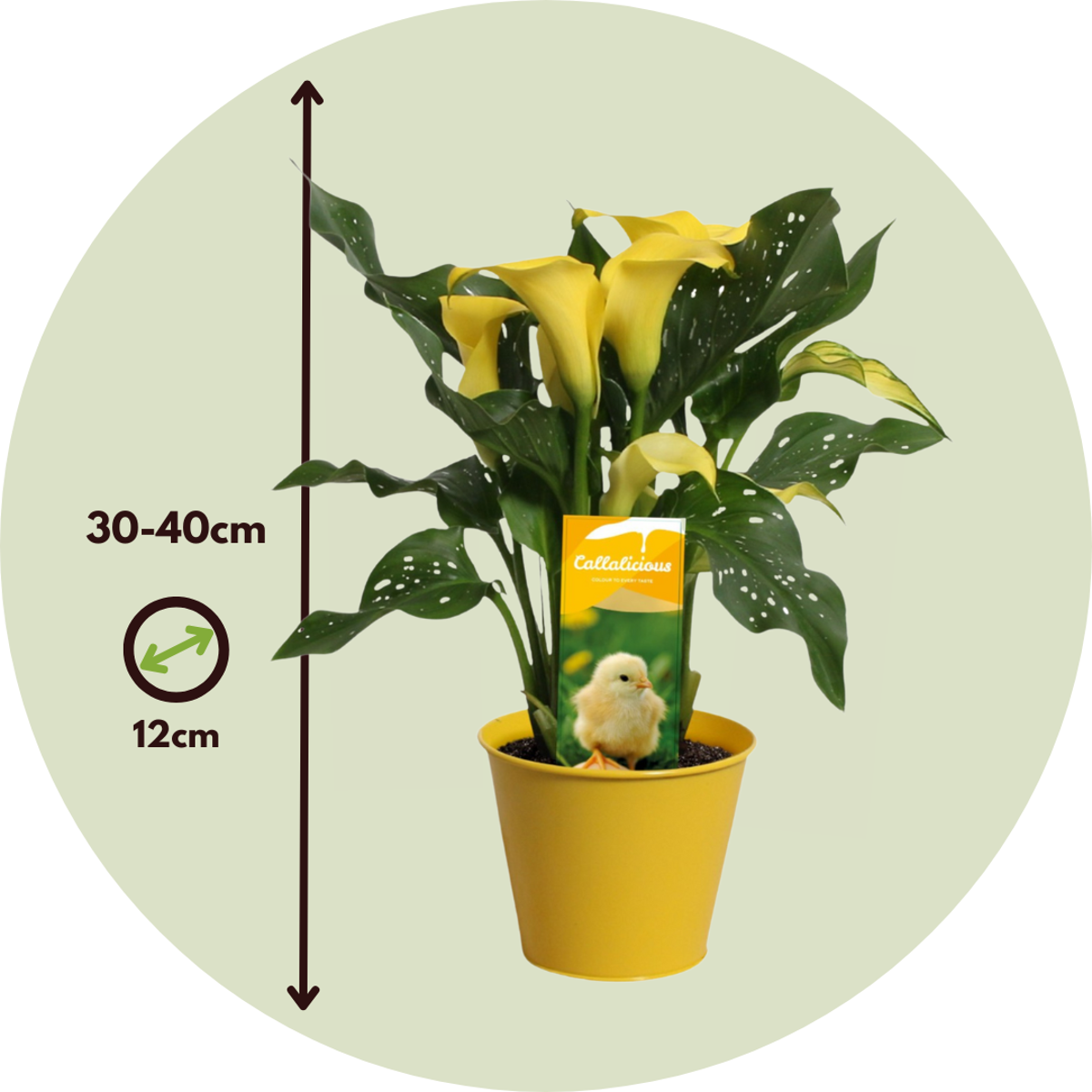 Calla 'Zara' - Aronskelk - Geel