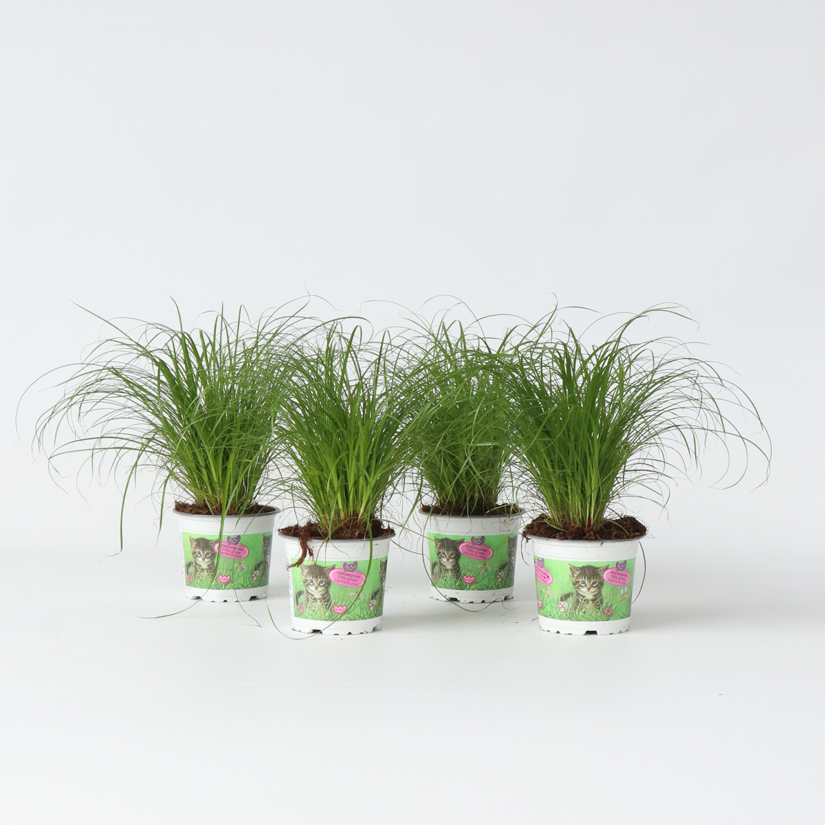 Cyperus - 4er Set - Katzengras