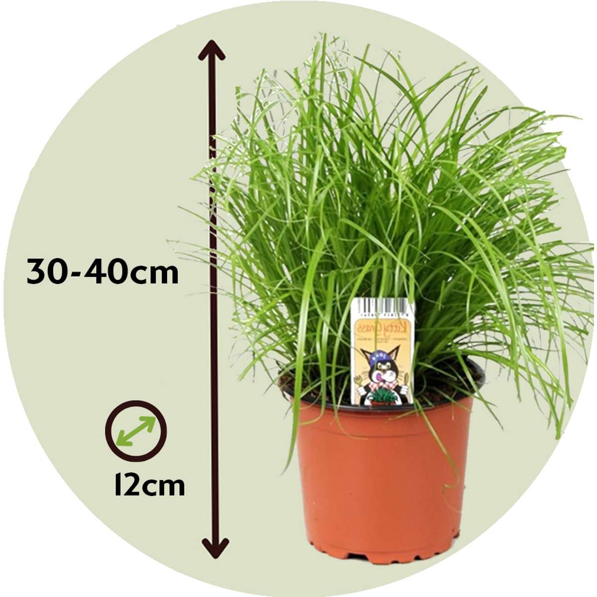 Cyperus - 6er Set - Katzengras