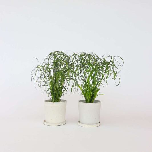 Cyperus alternifolius - 4er-Set - Schirmpflanze