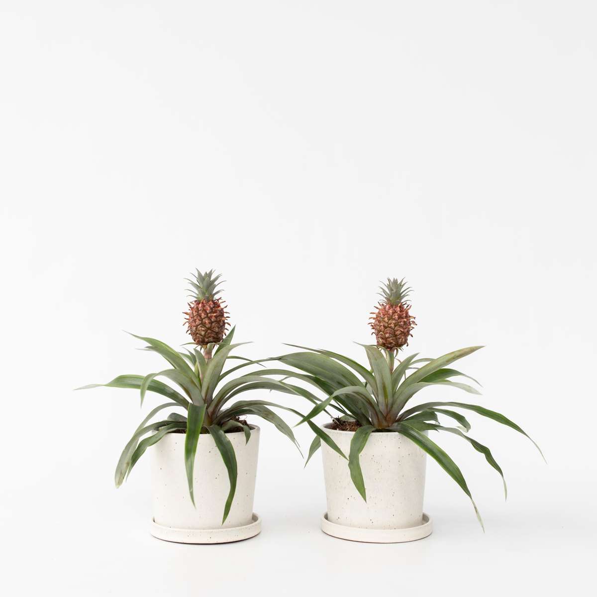 Ananaspflanze 'Mi Amigo' - 2er-Set