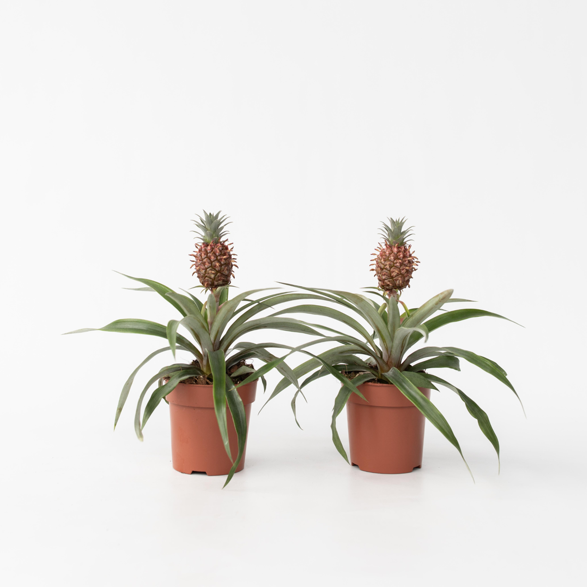 Ananaspflanze 'Mi Amigo' - 2er-Set