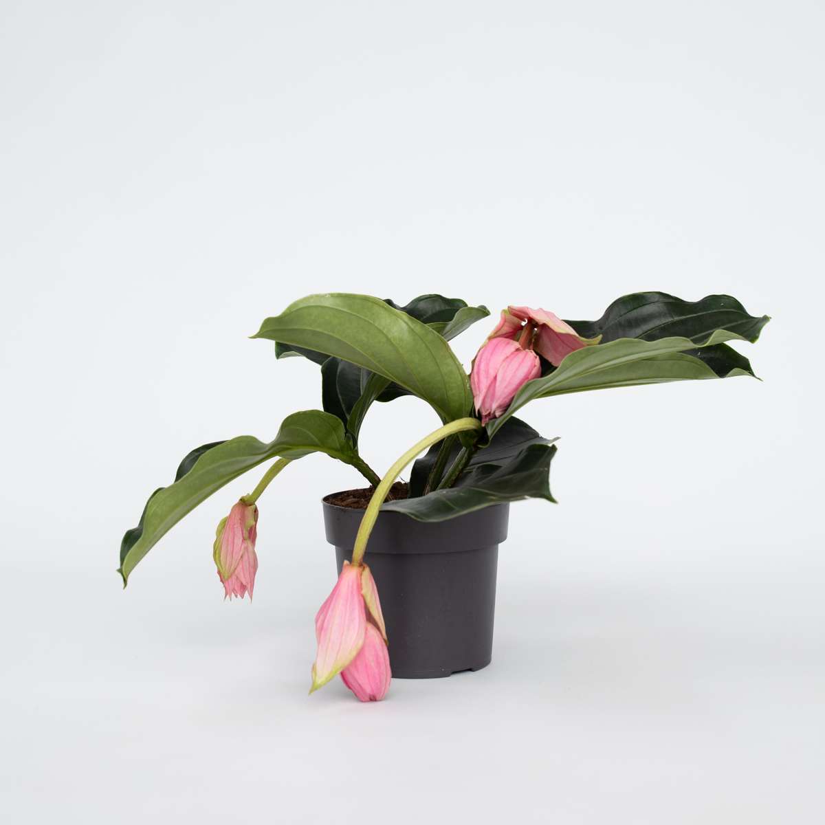 Medinilla Magnifica – Sprühblume