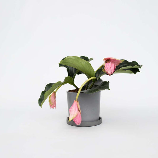 Medinilla Magnifica – Sprühblume