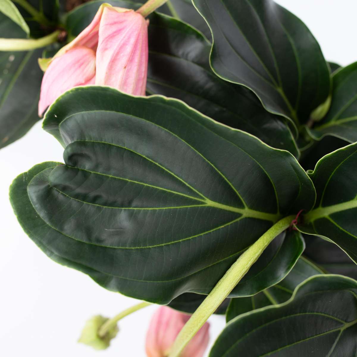 Medinilla Magnifica - 2er-Bund - Blumenstrauß