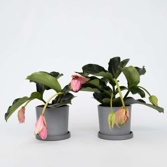Medinilla Magnifica - 2er-Bund - Blumenstrauß
