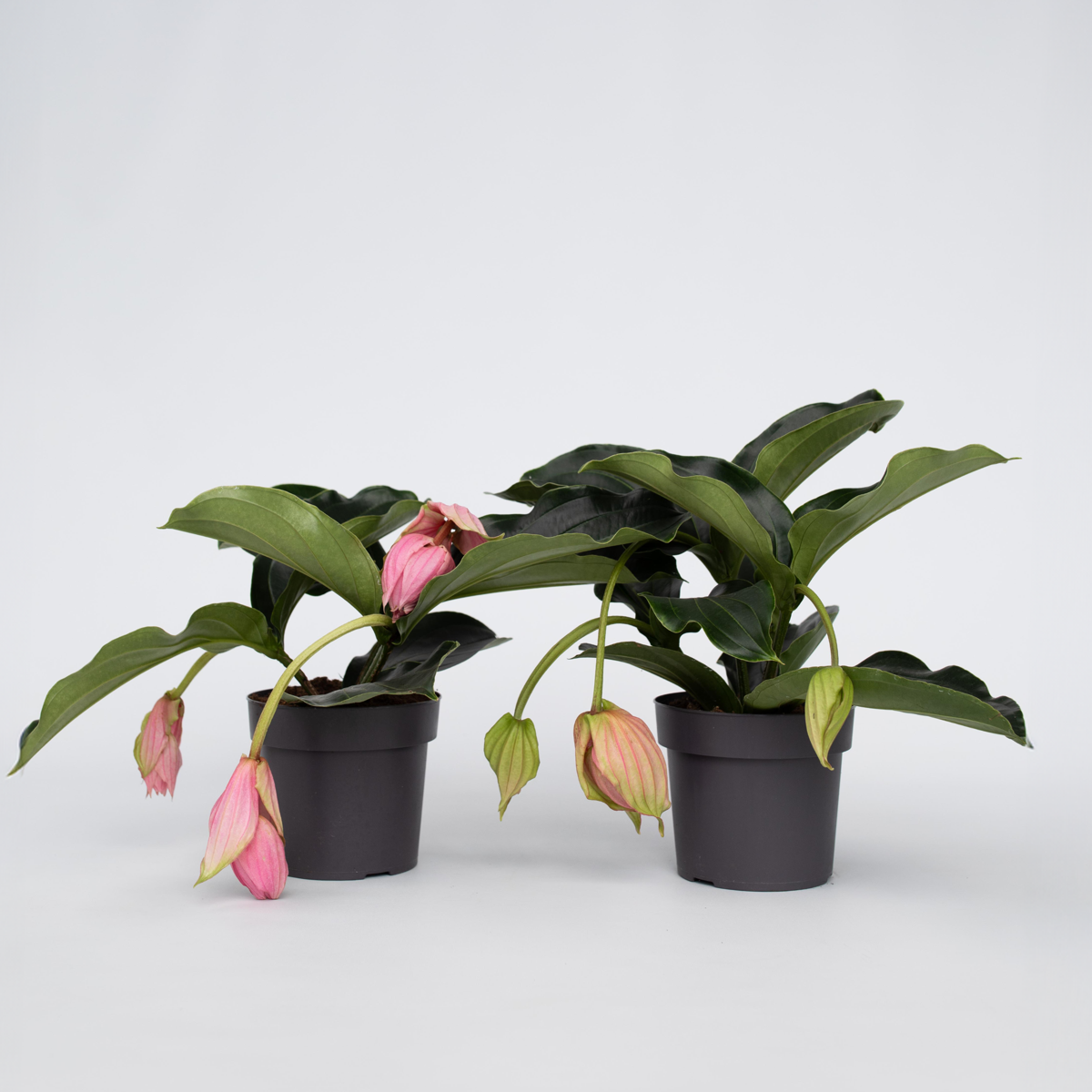 Medinilla Magnifica - 2er-Bund - Blumenstrauß
