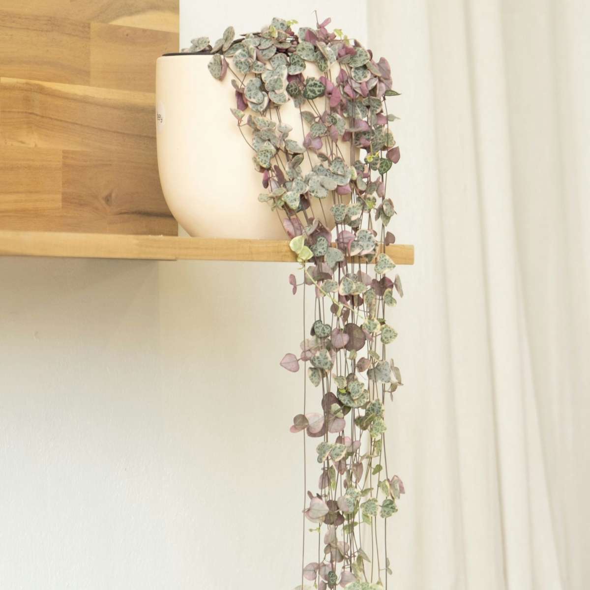 Ceropegia Woodii - Chinesische Laternenpflanze