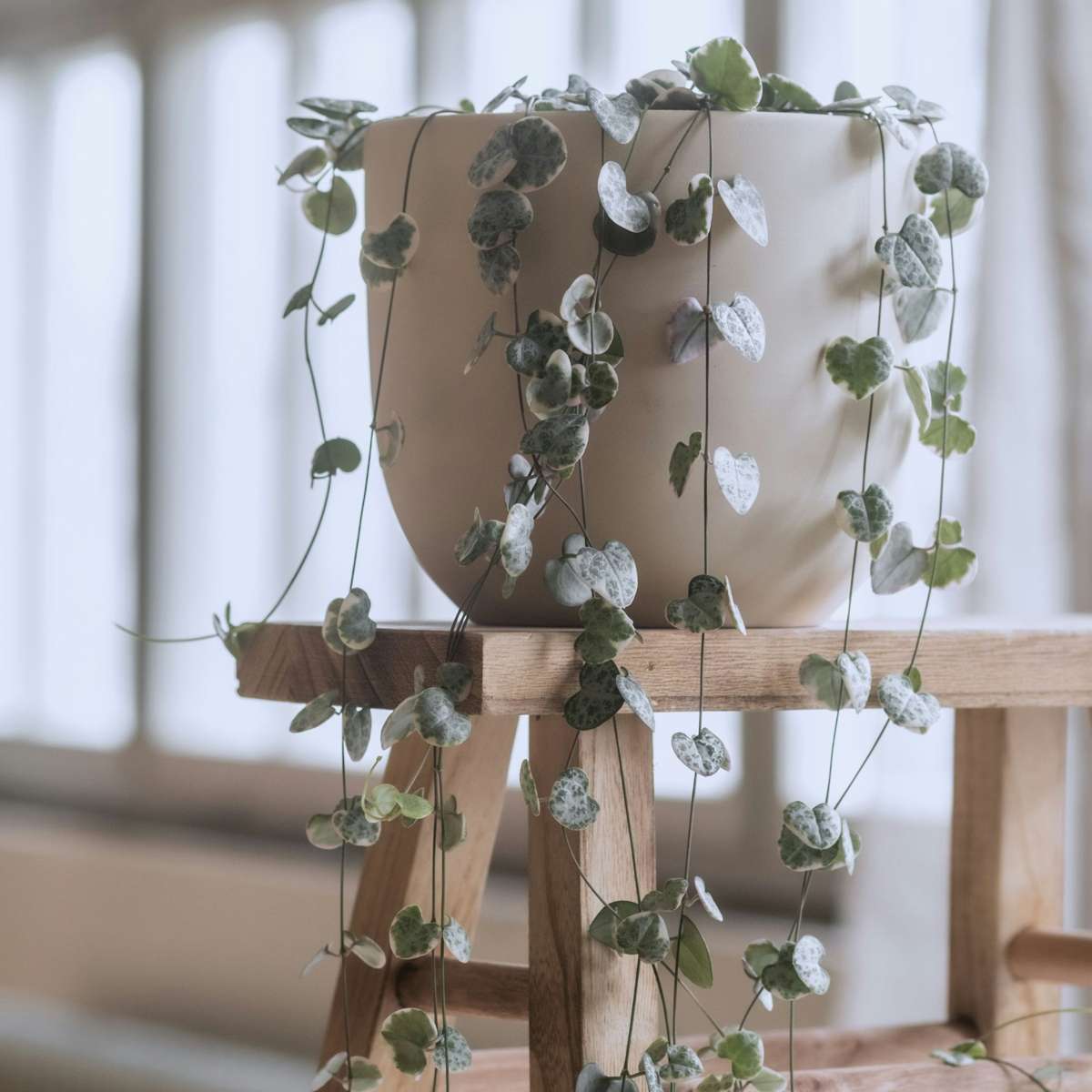 Ceropegia Woodii - Chinesische Laternenpflanze