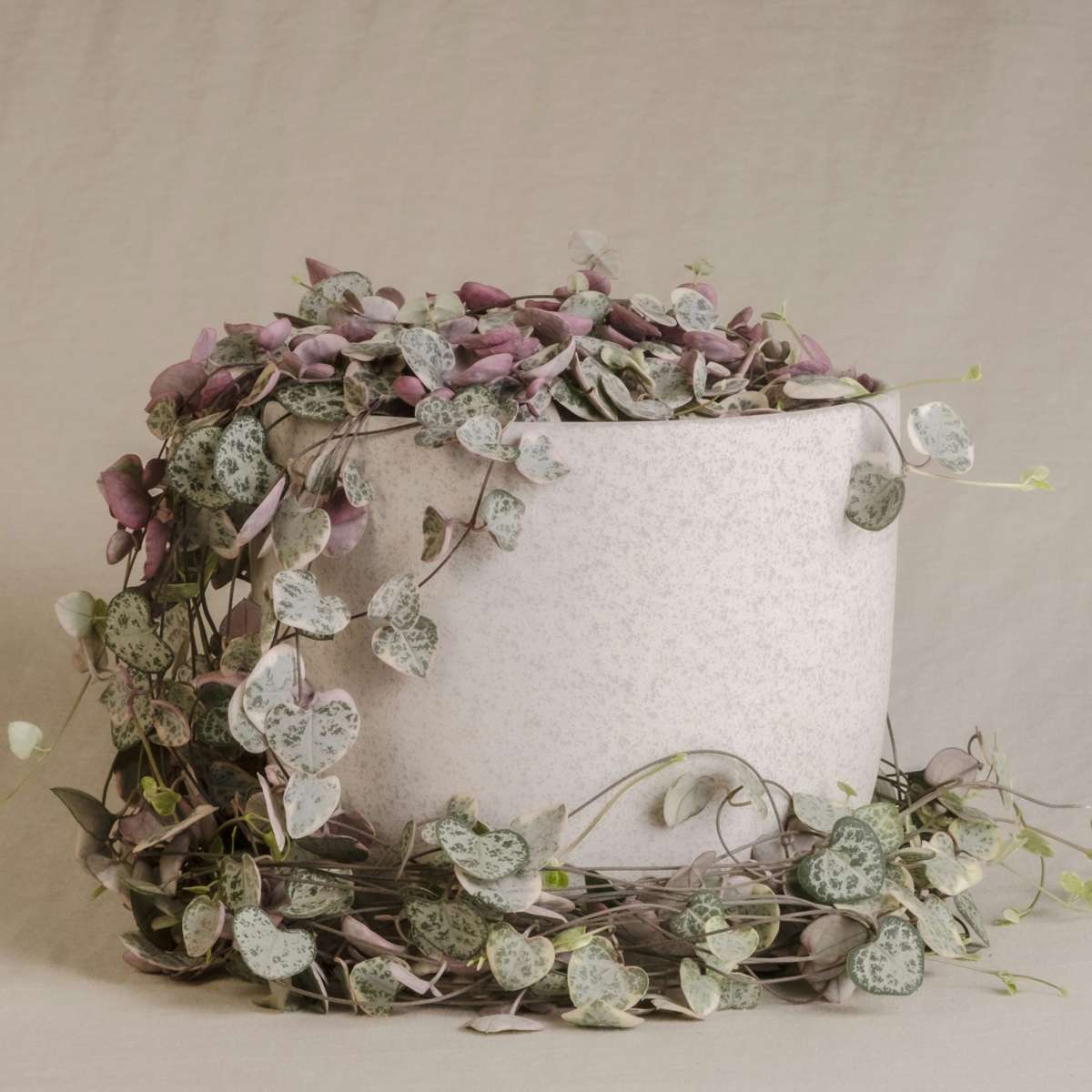 Ceropegia Woodii - Chinesische Laternenpflanze