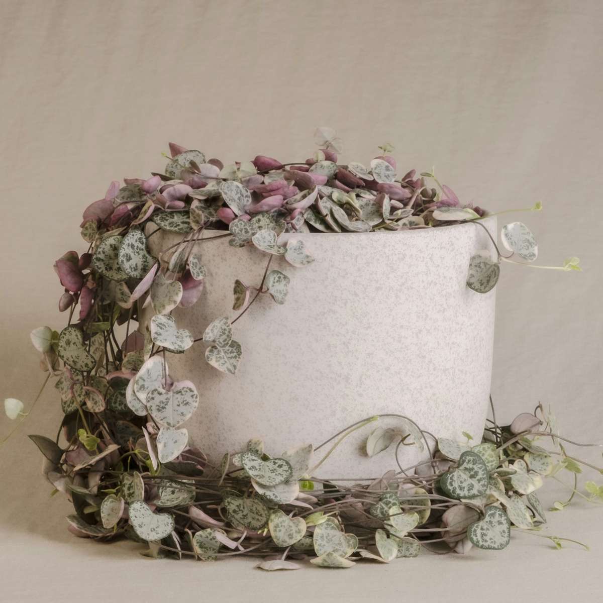 Ceropegia Woodii - Chinesische Laternenpflanze