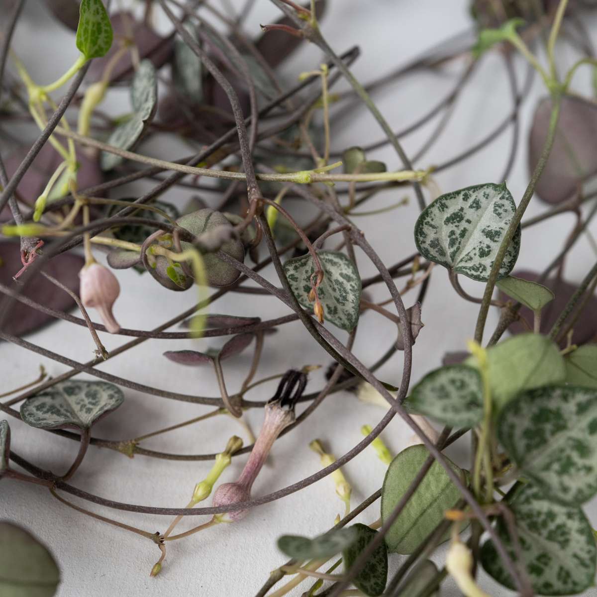 Ceropegia Woodii - Chinesische Laternenpflanze
