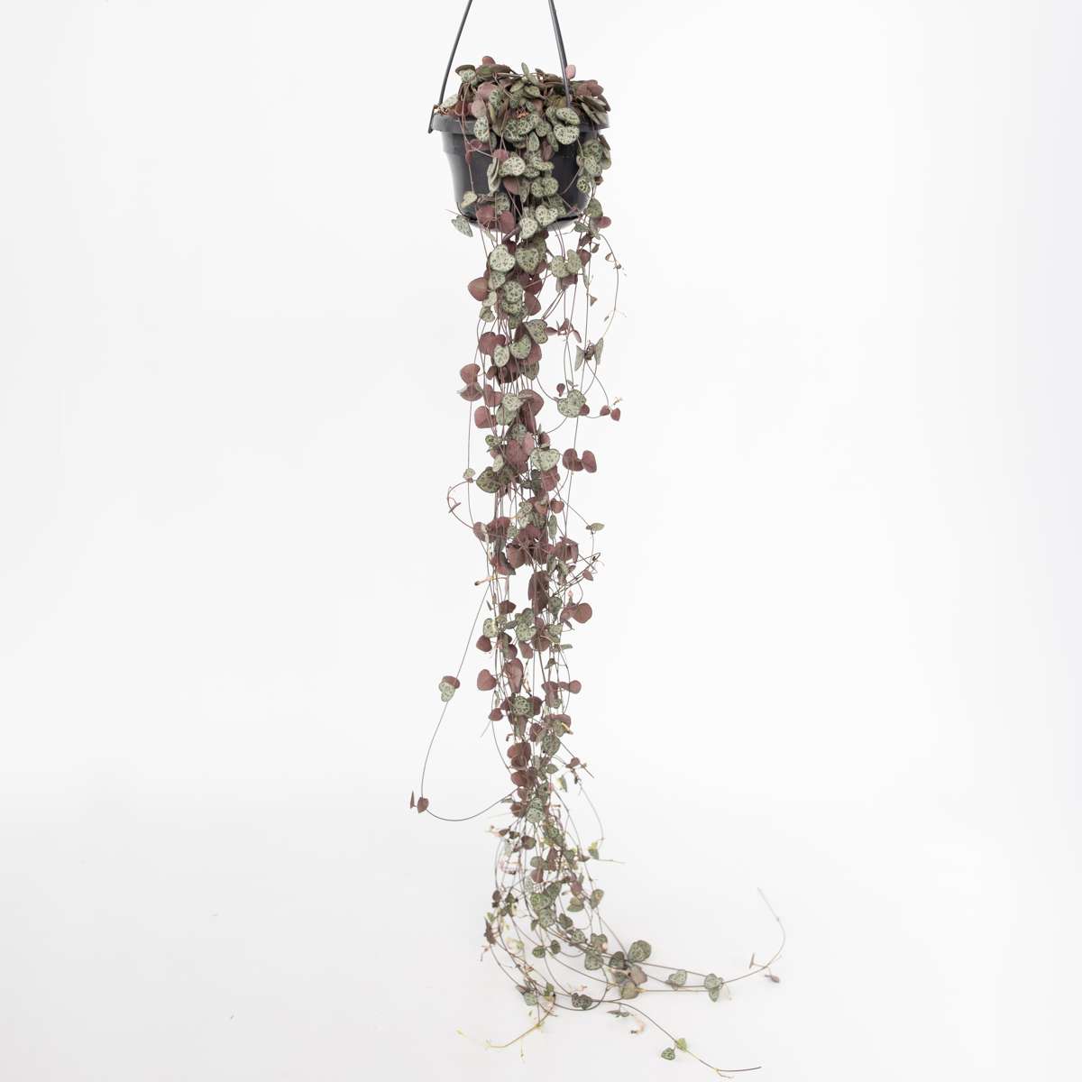 Ceropegia Woodii - Chinesische Laternenpflanze