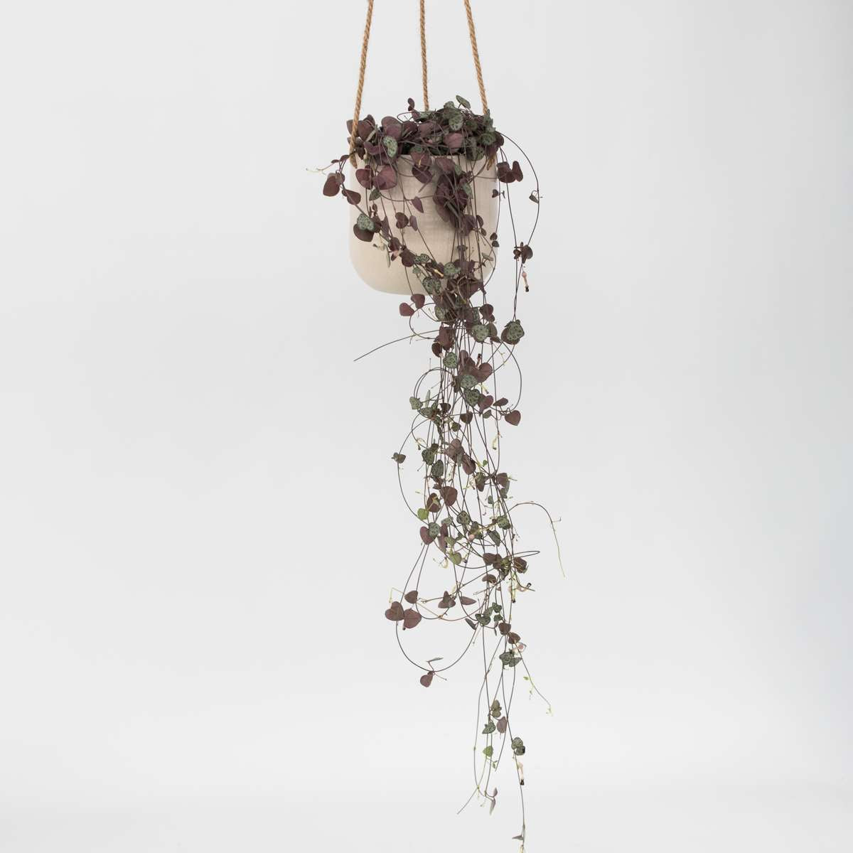Ceropegia Woodii - Chinesische Laternenpflanze