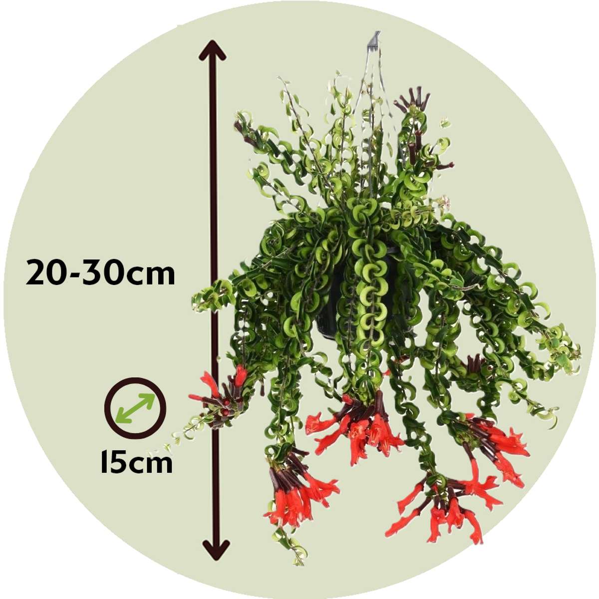 Aeschynantus Twister - Lippenstiftpflanze - Hängepflanze
