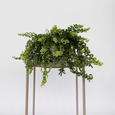 Aeschynantus Twister - 2er-Set - Lippenstiftpflanze