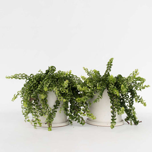 Aeschynantus Twister - 2er-Set - Lippenstiftpflanze