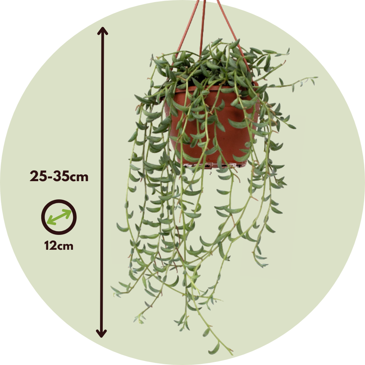 Senecio - Mix van 3