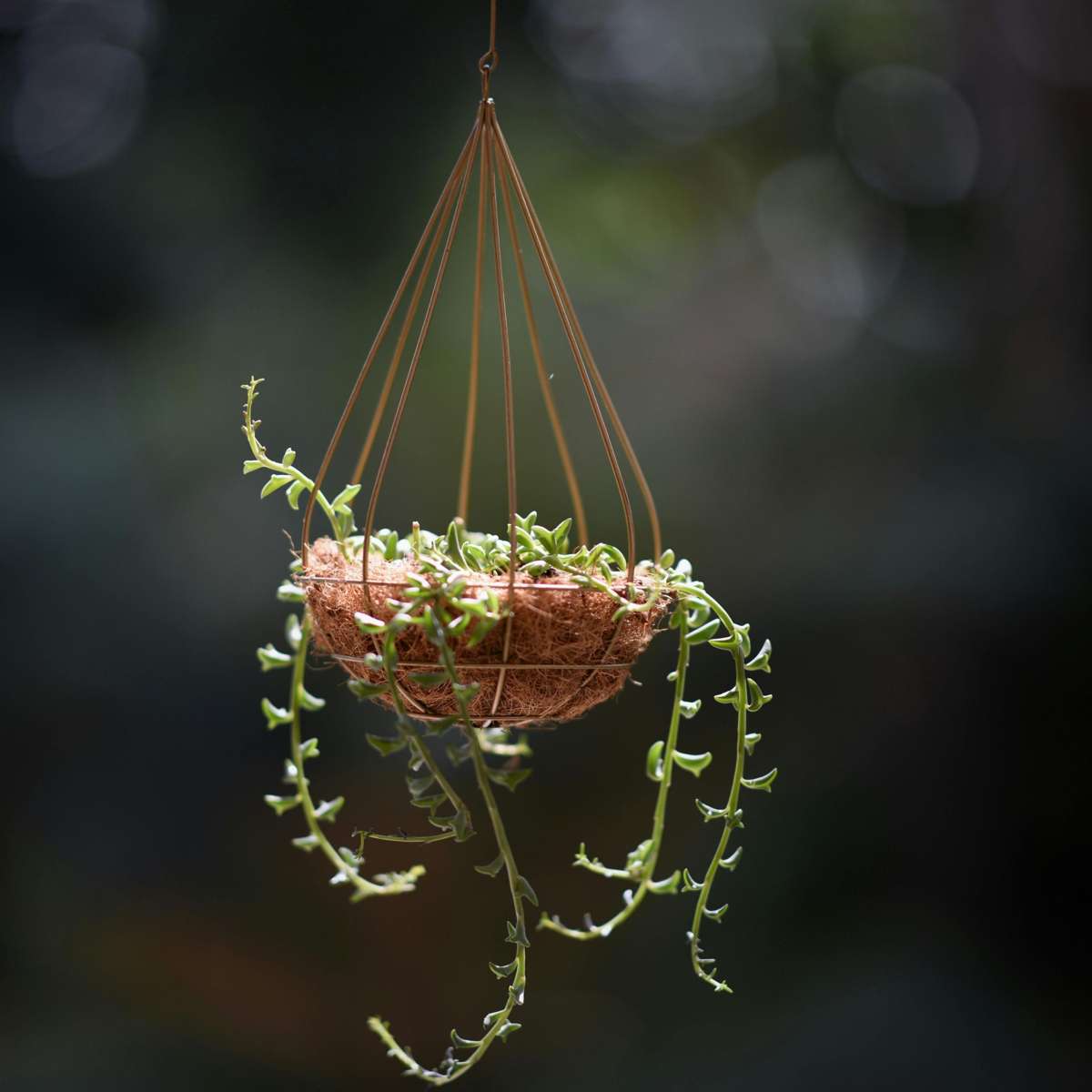 Senecio peregrinus - Delphinpflanze