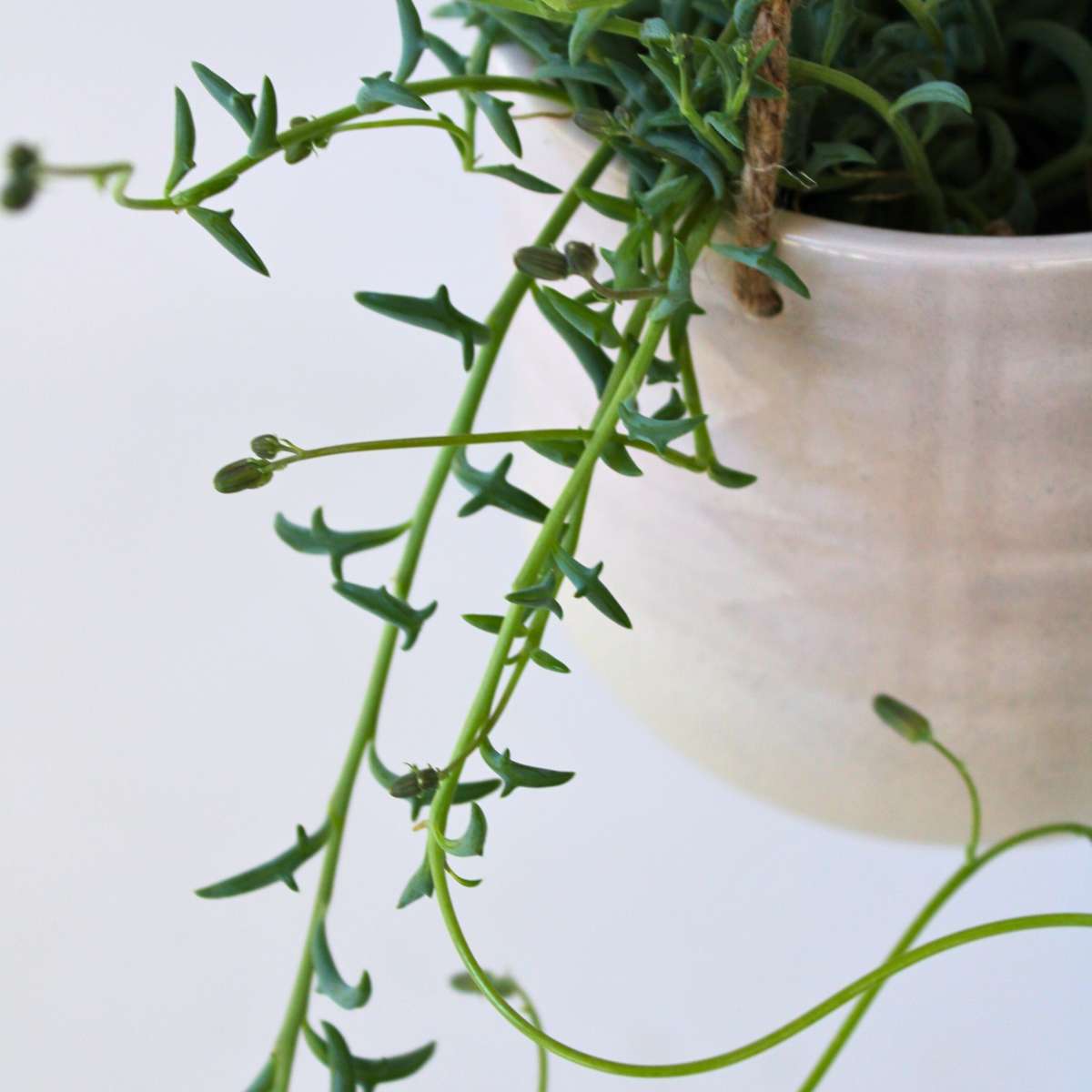 Senecio Peregrinus - Delfinpflanze - 2er-Set