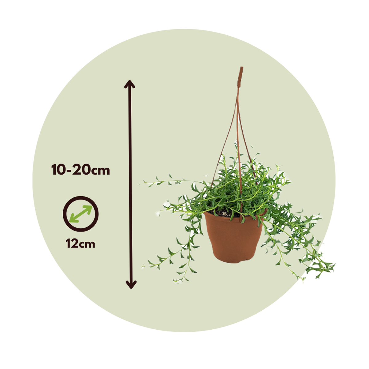 Senecio peregrinus - Delphinpflanze